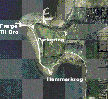 Hammerkrog